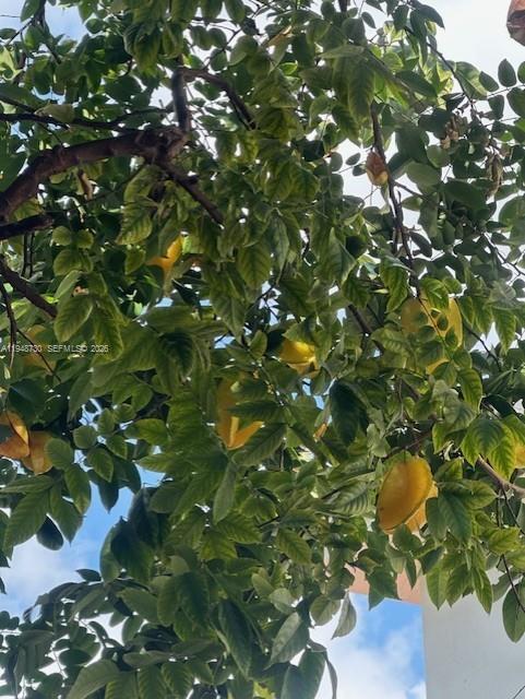 5502 Southwest 162nd Place Miami, FL 33185 - Photo 22 of 72 Star Fruit tree