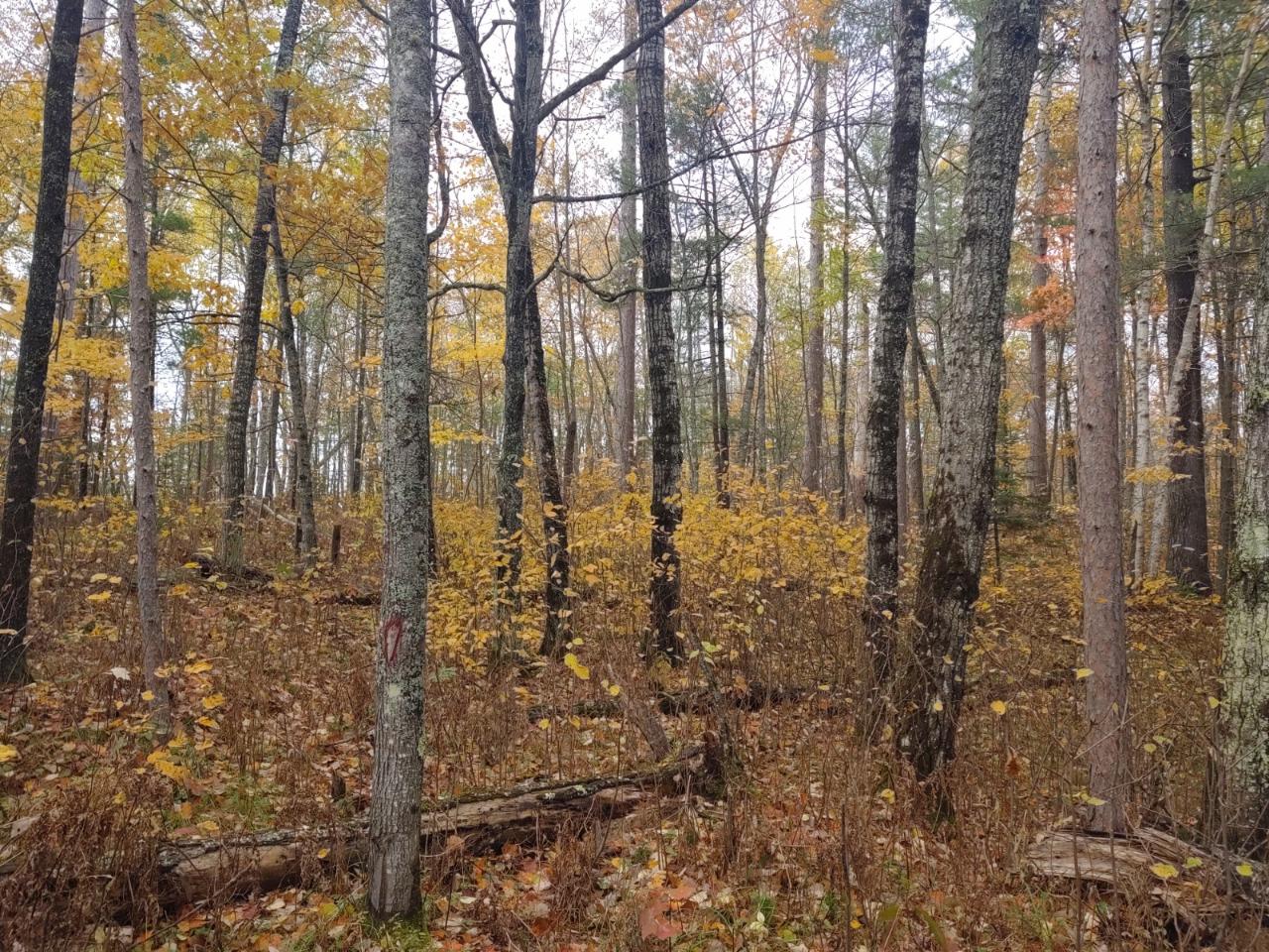 Off Crystal Lk Road, Unit 14 ACRES Land O'Lakes, WI 54540 - Photo 1 of 5 Gallery Image 1