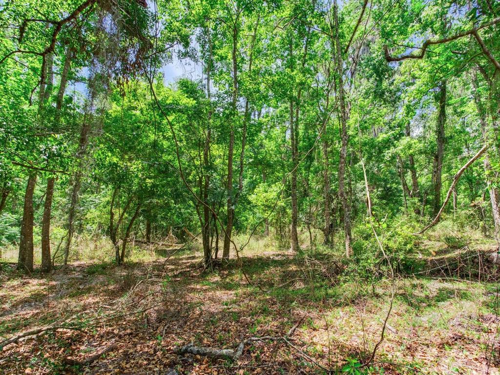Spring Lake Highway Brooksville, FL 34602 - Photo 35 of 49 a view of outdoor space and trees
