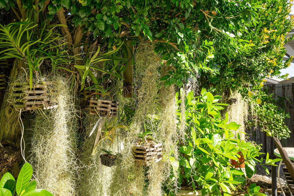 1407 Rose Street Key West, FL 33040 - Photo 60 of 74 a view of a plant in a garden