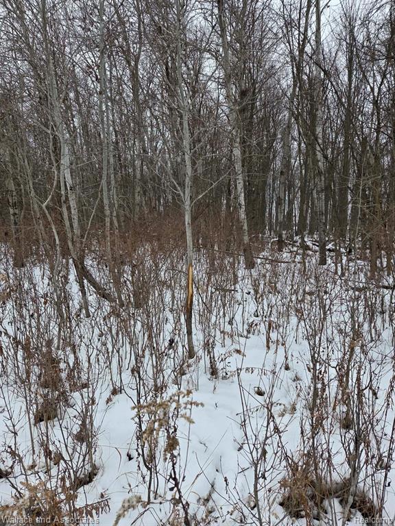 0 Hadley Road Decker, MI 48426 - Photo 5 of 18