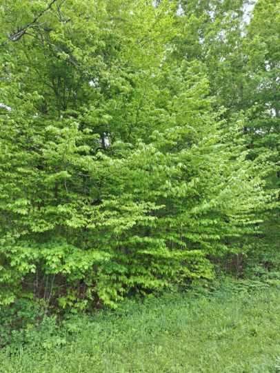 0 Mt Tom Road Springfield Center, NY 13468 - Photo 6 of 14