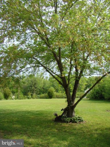 25471 Goldsboro Road Henderson, MD 21640 - Photo 21 of 21 Wooded View / Acreage 2