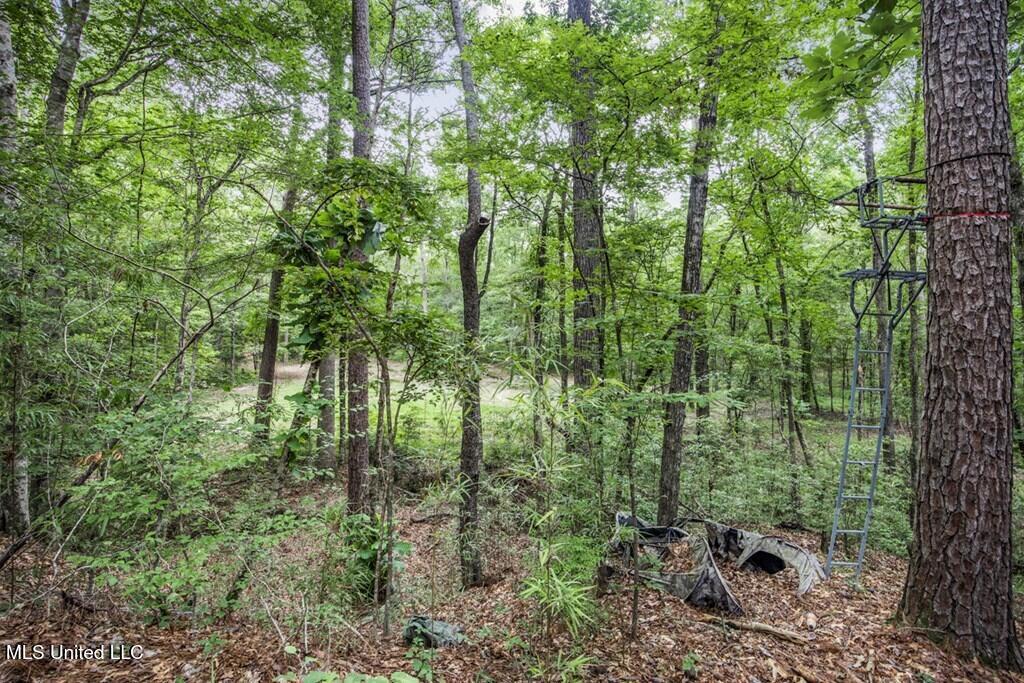 1 Cole Road Crosby, MS 39633 - Photo 11 of 35 141613_9