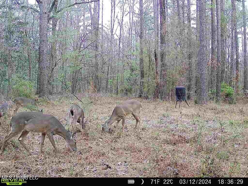 1 Cole Road Crosby, MS 39633 - Photo 26 of 35 141613_31