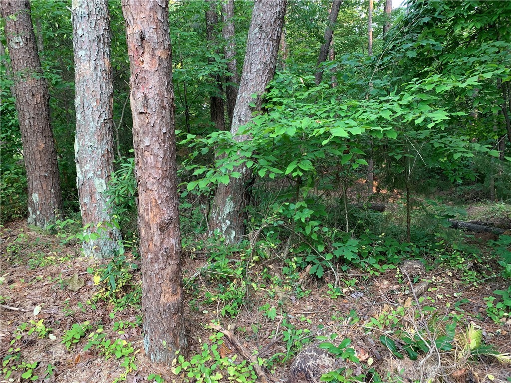 0 Cane Creek Harbor Road Seneca, SC 29672 - Photo 3 of 13 Gallery Image 3