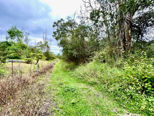 a view of three trees with a yard