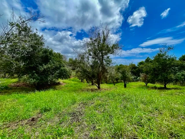a view of a big yard with plants and large trees