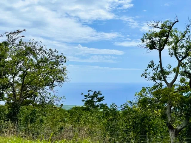 a view of a plant with a lake