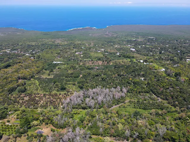 a view of a city with lush green forest