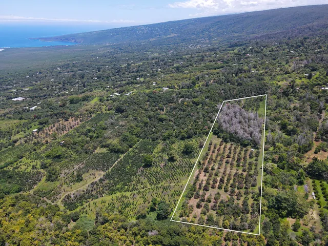 an aerial view of a residential houses covered by trees and trees