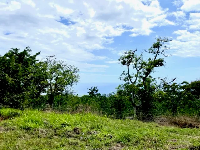 a view of a green yard