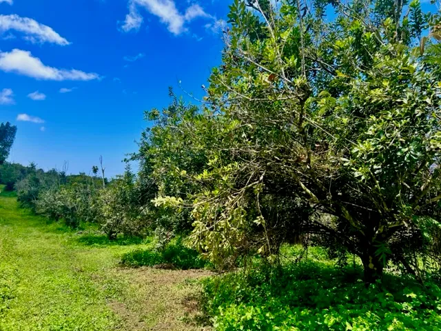 a view of yard with green space
