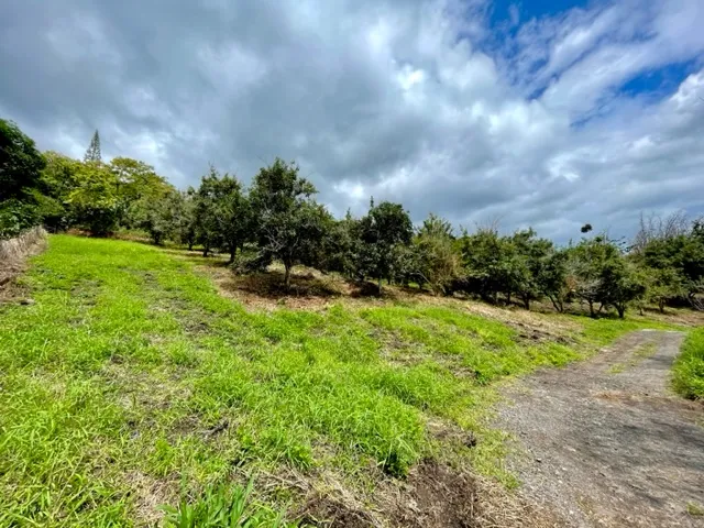 a view of a garden with a tree in front of it