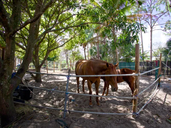 a view of a backyard