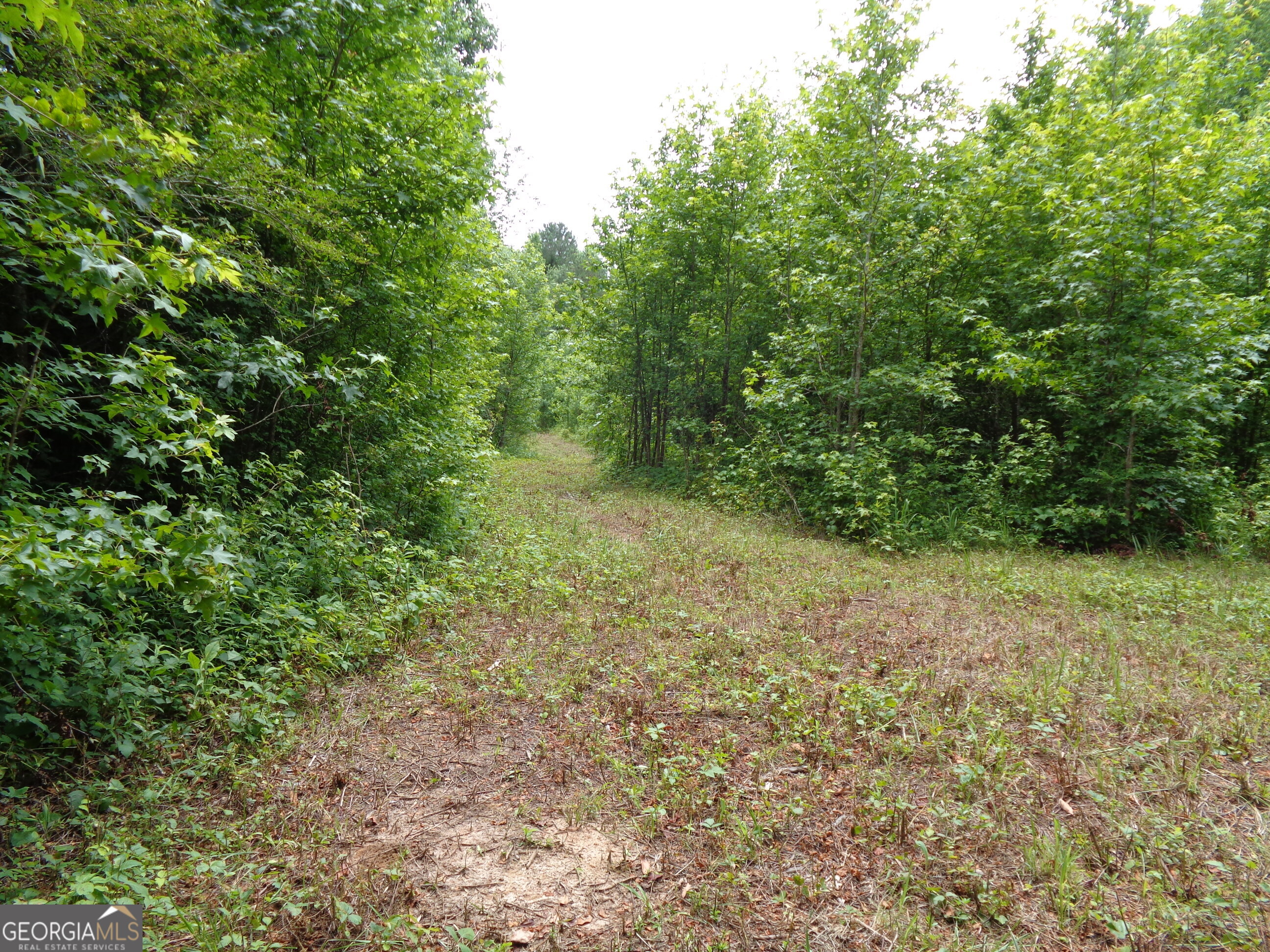 2411 Kesler Road Carnesville, GA 30521 - Photo 3 of 61 a view of a yard with a tree