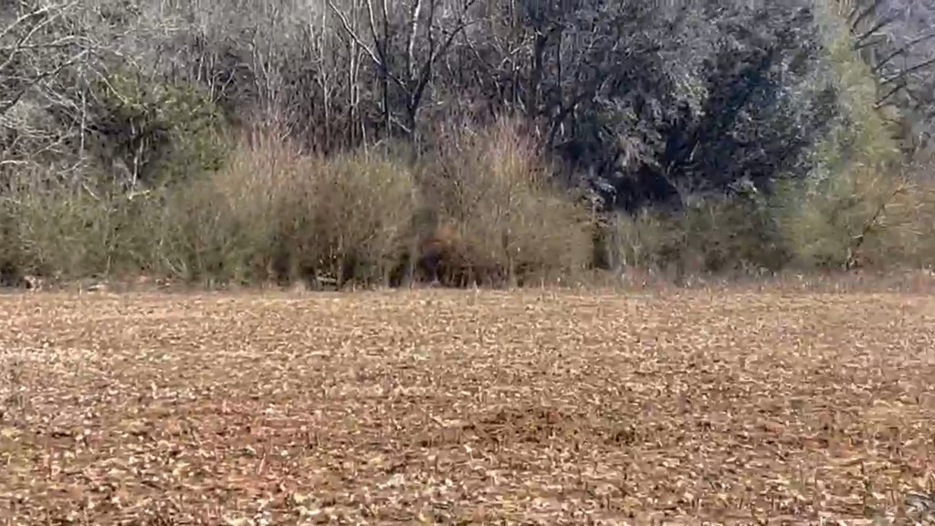 0 Draughon Road Gordon, AL 36343 - Photo 8 of 8