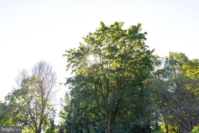 a backyard of a house with plants and large trees