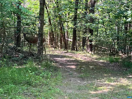 a view of water yard with trees