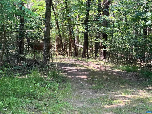 a view of water yard with trees