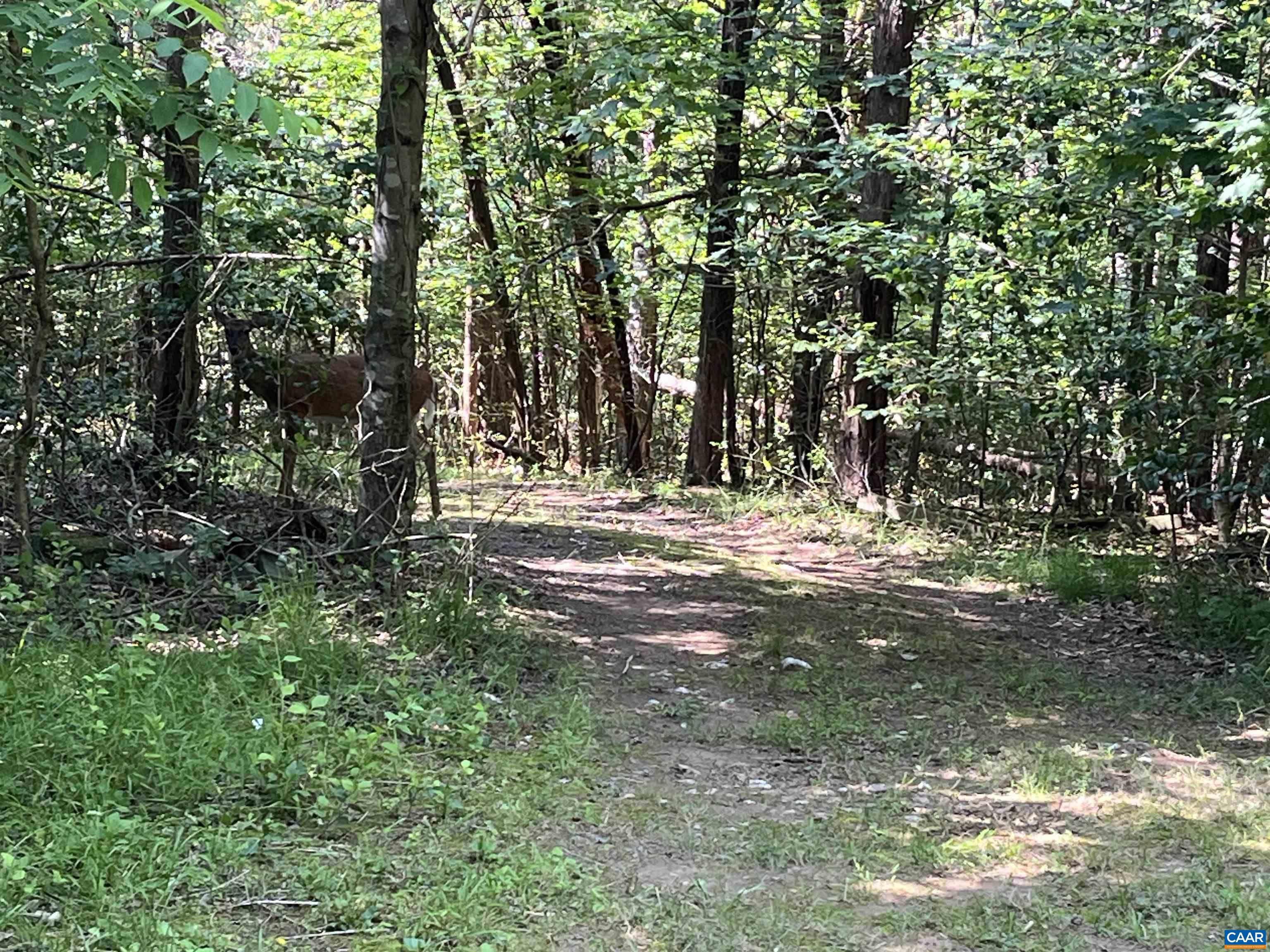 5878 A Buffalo River Road Earlysville, VA 22936 - Photo 2 of 7 a view of water yard with trees