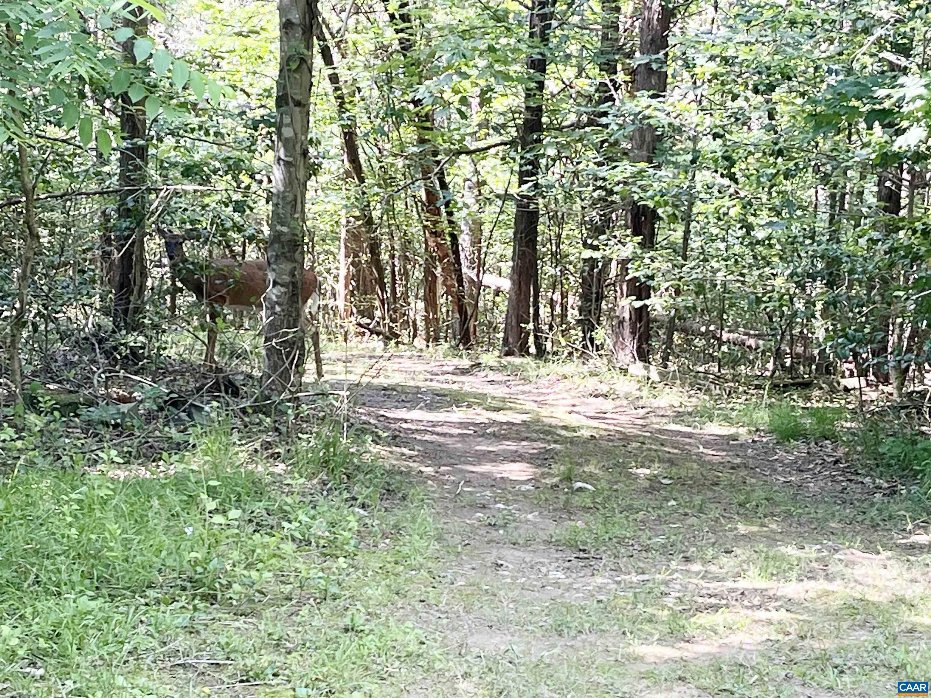 5878 A Buffalo River Road Earlysville, VA 22936 - Photo 7 of 7 a view of outdoor space with trees all around