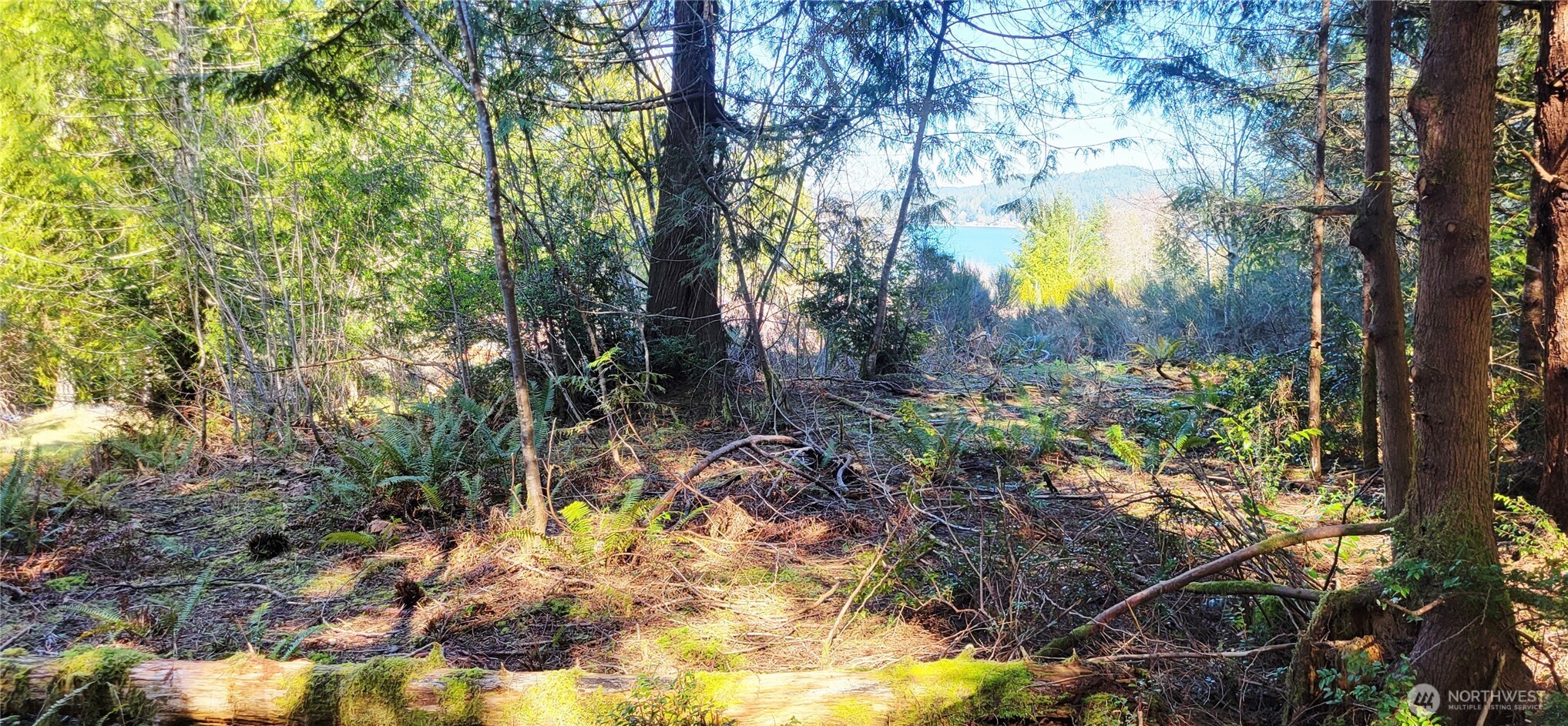 170 East Sprague Union Union, WA 98592 - Photo 5 of 7 a view of a tree in a yard