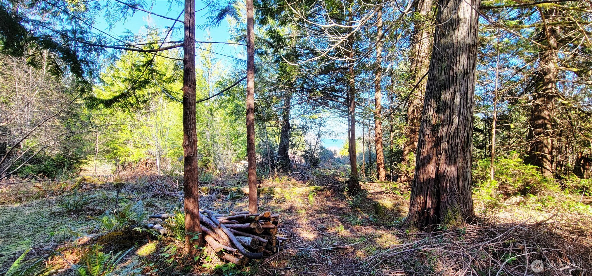 170 East Sprague Union Union, WA 98592 - Photo 6 of 7 a view of a yard with plants and trees