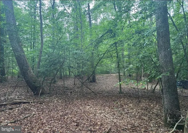 a view of a forest with trees in the background