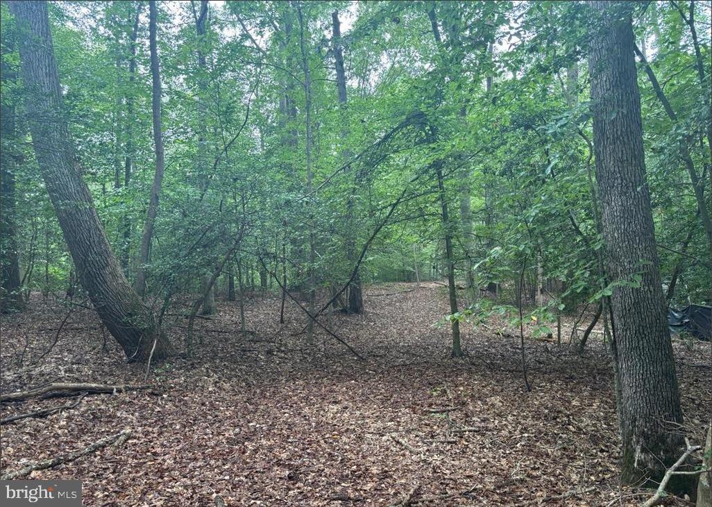 16661 Bald Eagle School Road Brandywine, MD 20613 - Photo 2 of 5 a view of a forest with trees in the background