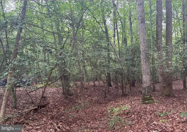 a view of a forest with trees