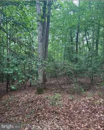 a view of a forest that has large trees