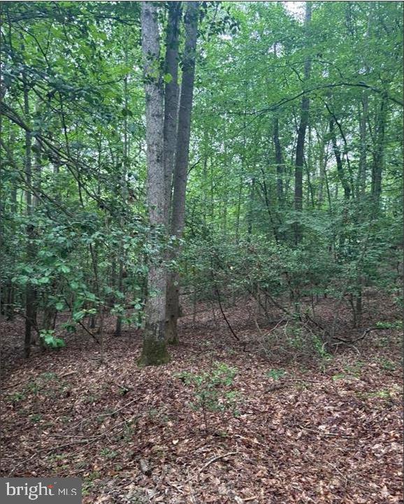 16661 Bald Eagle School Road Brandywine, MD 20613 - Photo 5 of 5 a view of a forest that has large trees