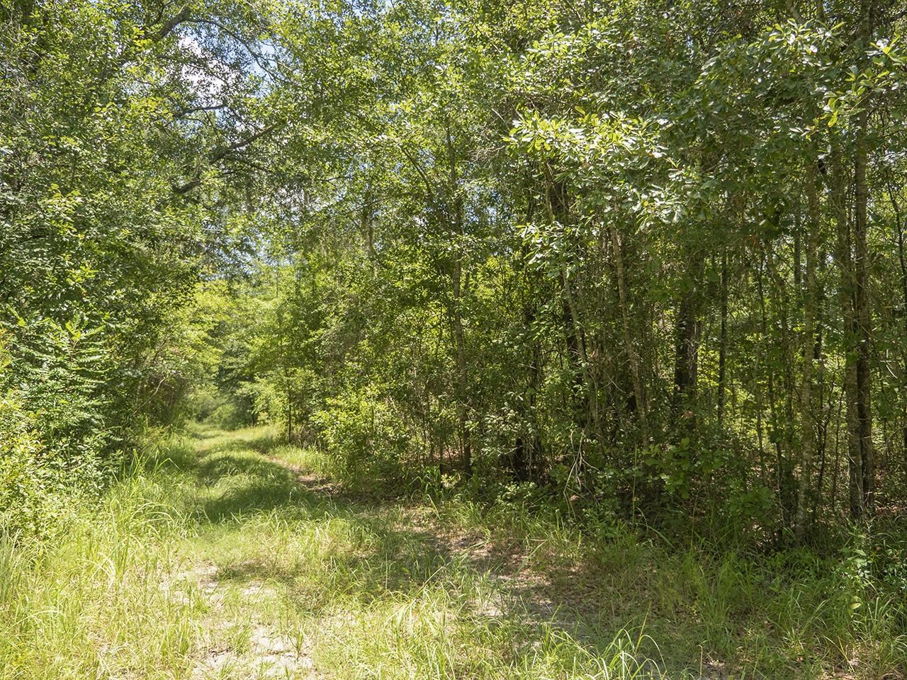 Vacant Southwest Hike Lake Road Madison, FL 32340 - Photo 10 of 35