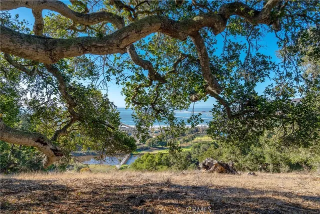 a view of a tree with a yard