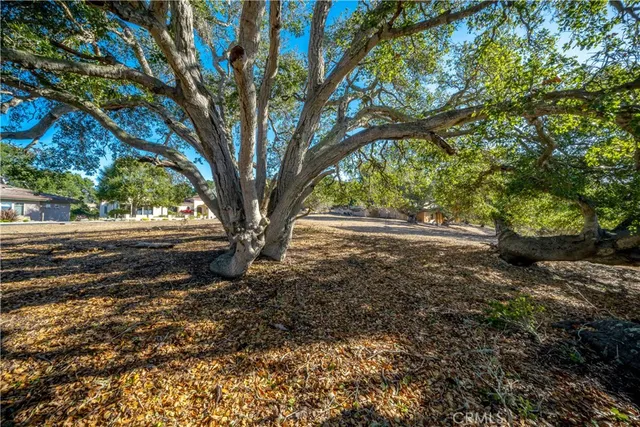 a view of dirt yard with a tree