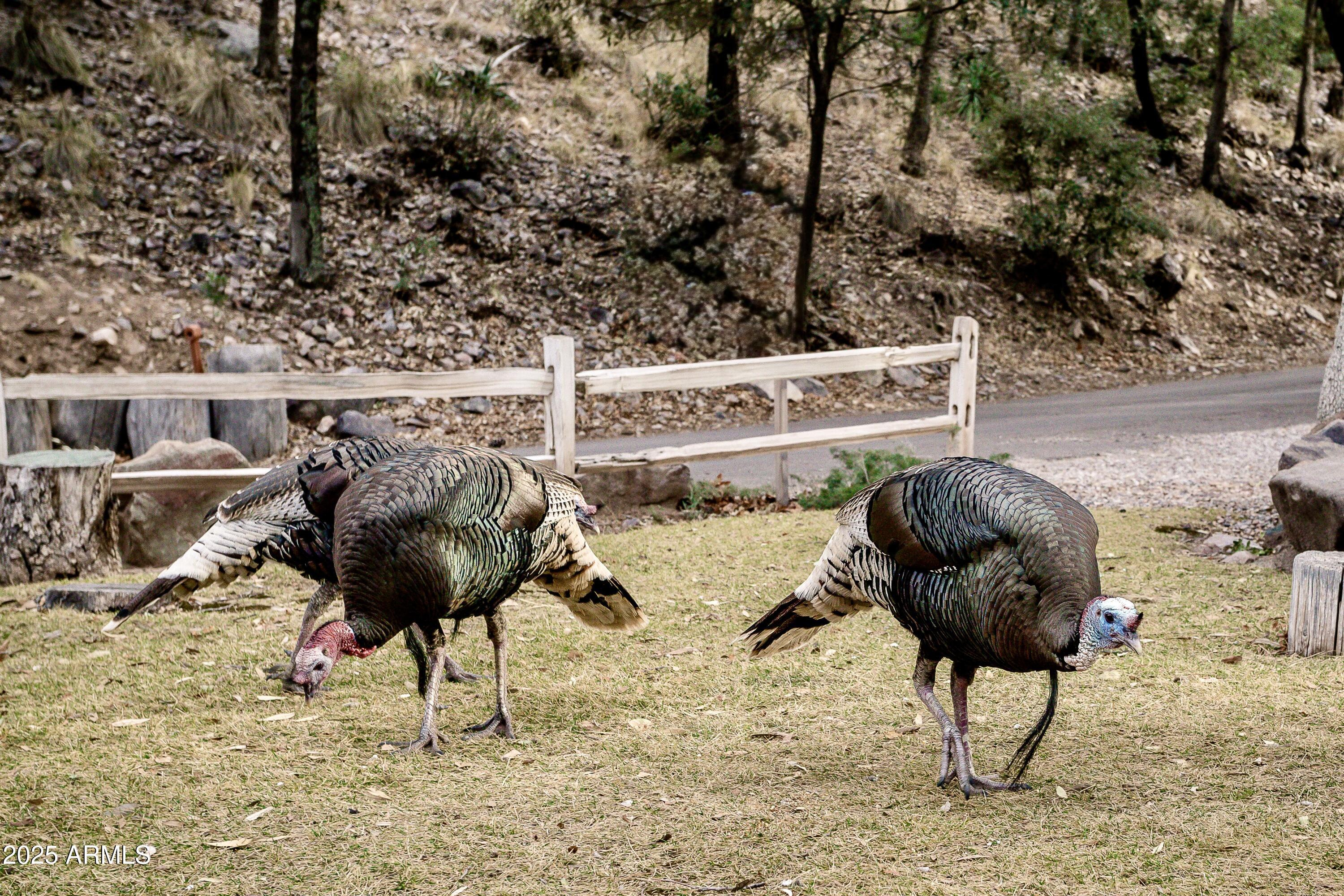 29 East Ramsey Canyon Road Hereford, AZ 85615 - Photo 112 of 119 Nature