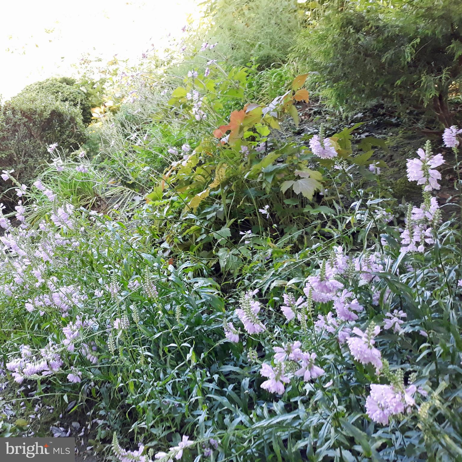7 Valley View Road Rose Valley, PA 19063 - Photo 15 of 45 Spring/summer garden