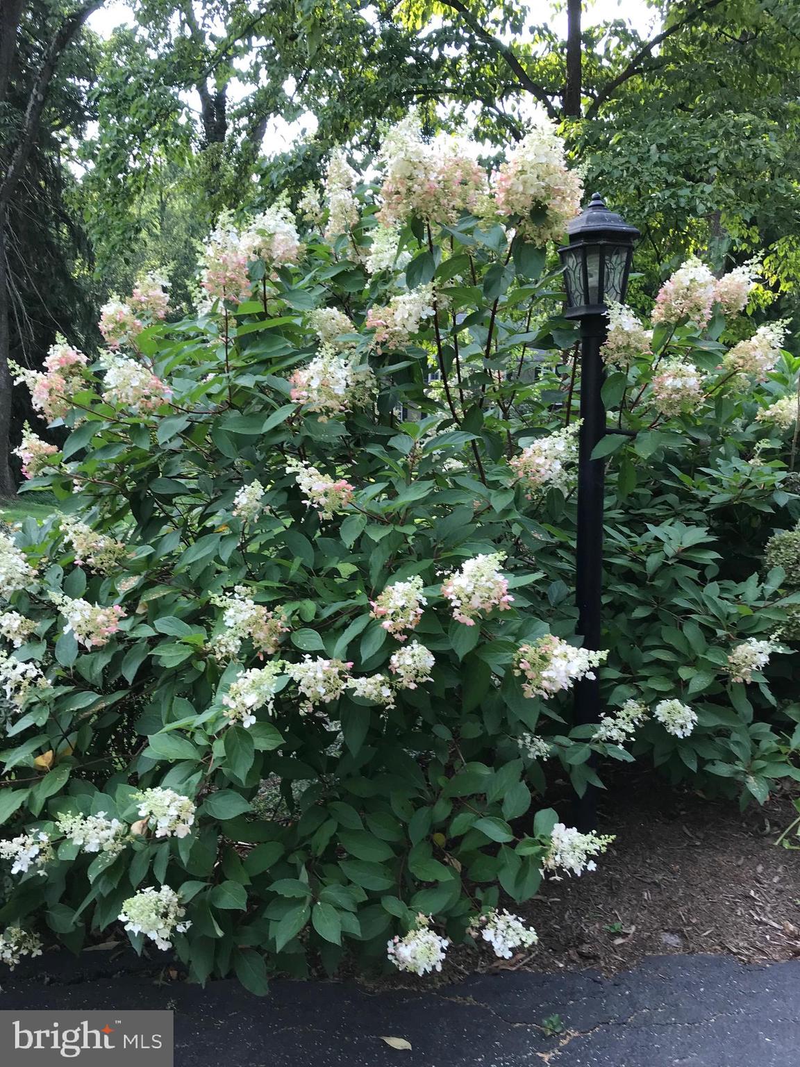7 Valley View Road Rose Valley, PA 19063 - Photo 36 of 45 Spring/summer garden