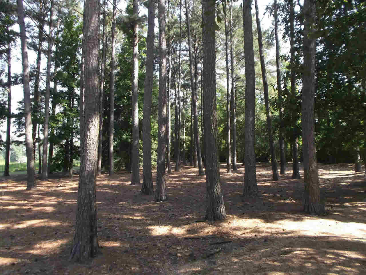 269 McCallum Road Magee, MS 39111 - Photo 15 of 41 Photo 15