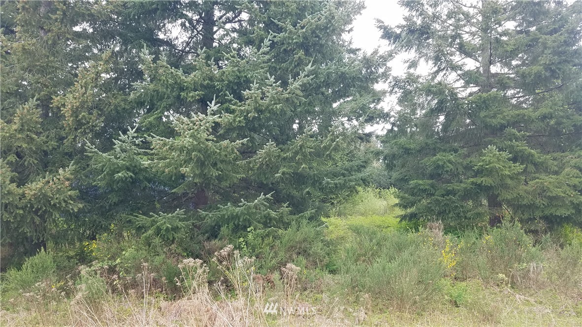2665 Delta Ring Road Ferndale, WA 98248 - Photo 3 of 5 a view of a lush green forest