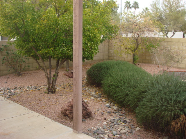 1232 East Redfield Road Phoenix, AZ 85022 - Photo 16 of 16 Backyard