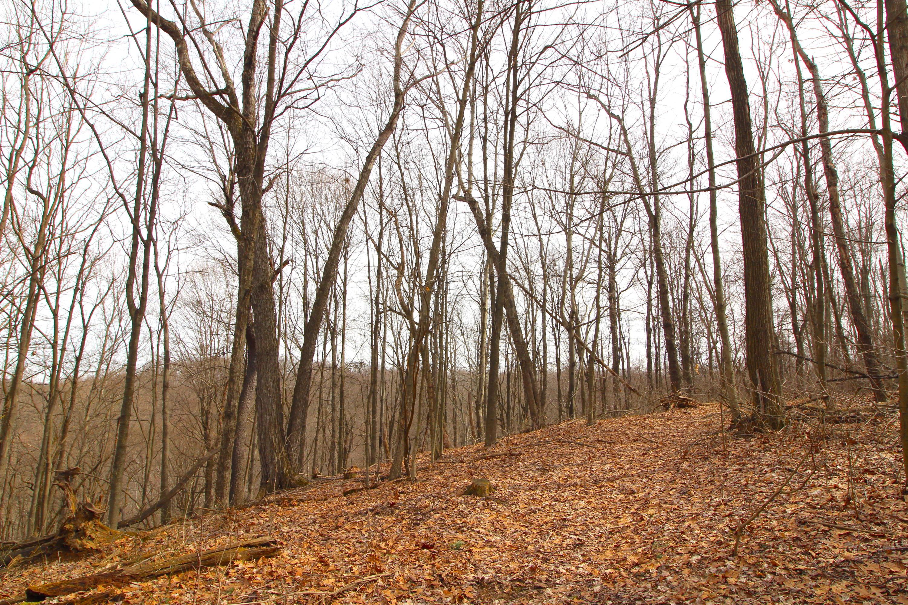 0 County Road New Matamoras, OH 45767 - Photo 6 of 18