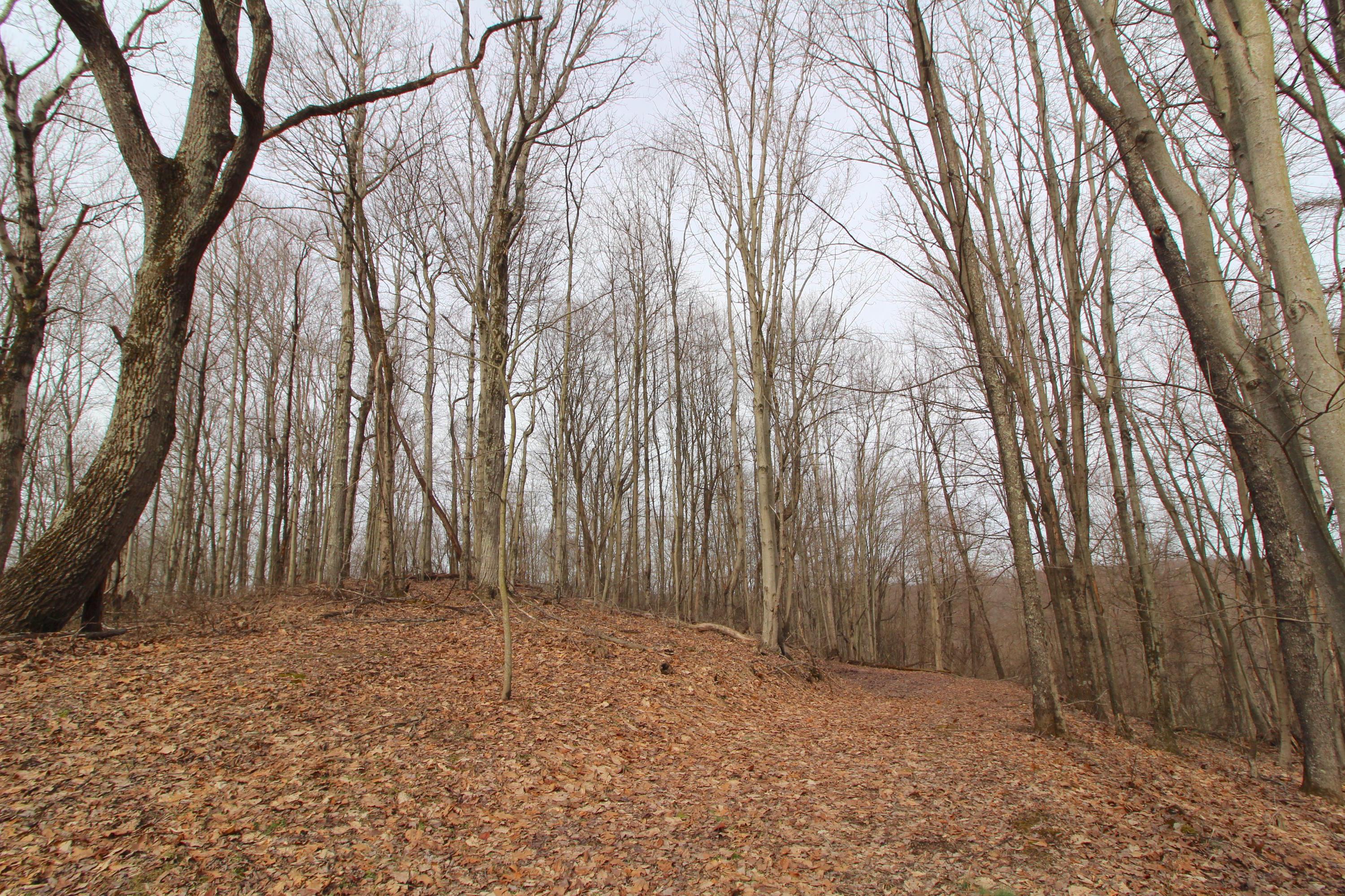 0 County Road New Matamoras, OH 45767 - Photo 10 of 18