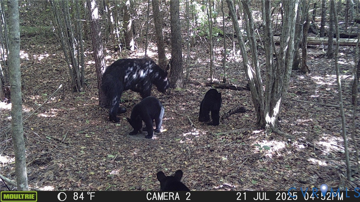 0 Old Shore Road Blackstone, VA 23824 - Photo 17 of 18 a view of a yard
