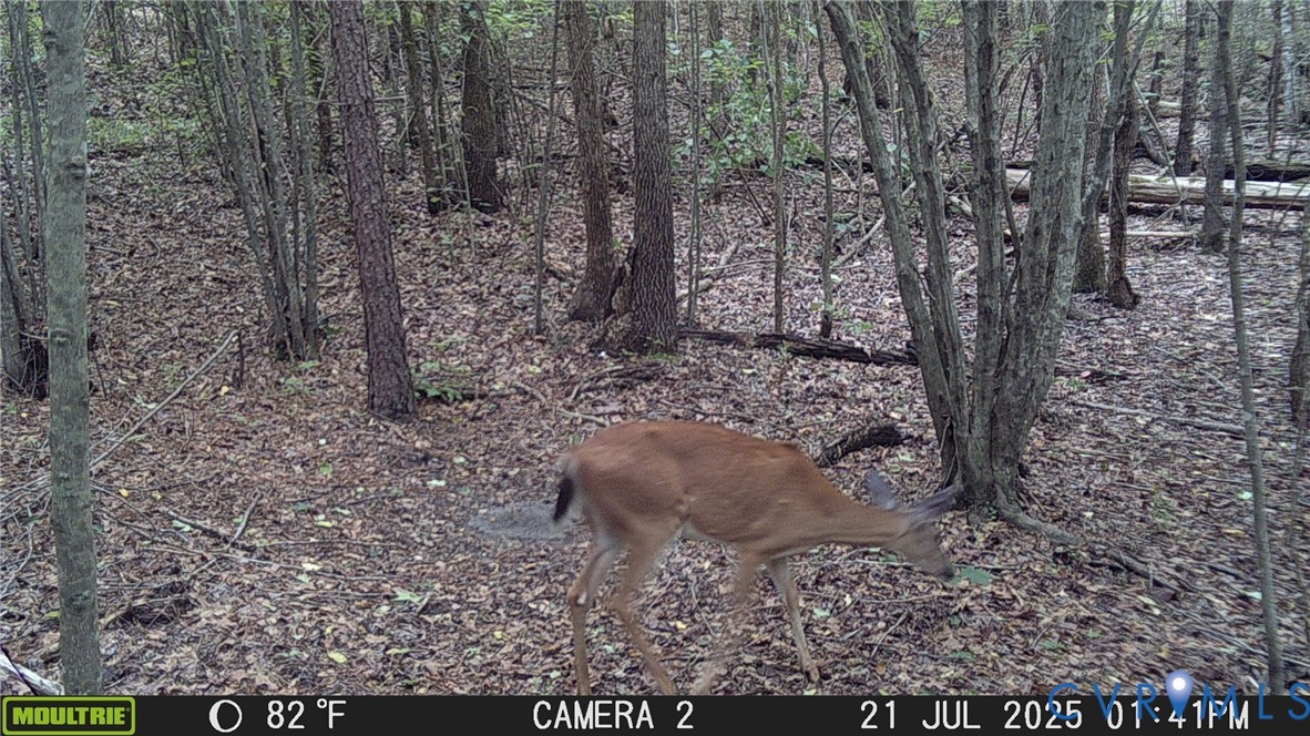 0 Old Shore Road Blackstone, VA 23824 - Photo 18 of 18 a view of a yard with trees