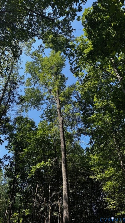 0 Old Shore Road Blackstone, VA 23824 - Photo 3 of 18 a view of a tree