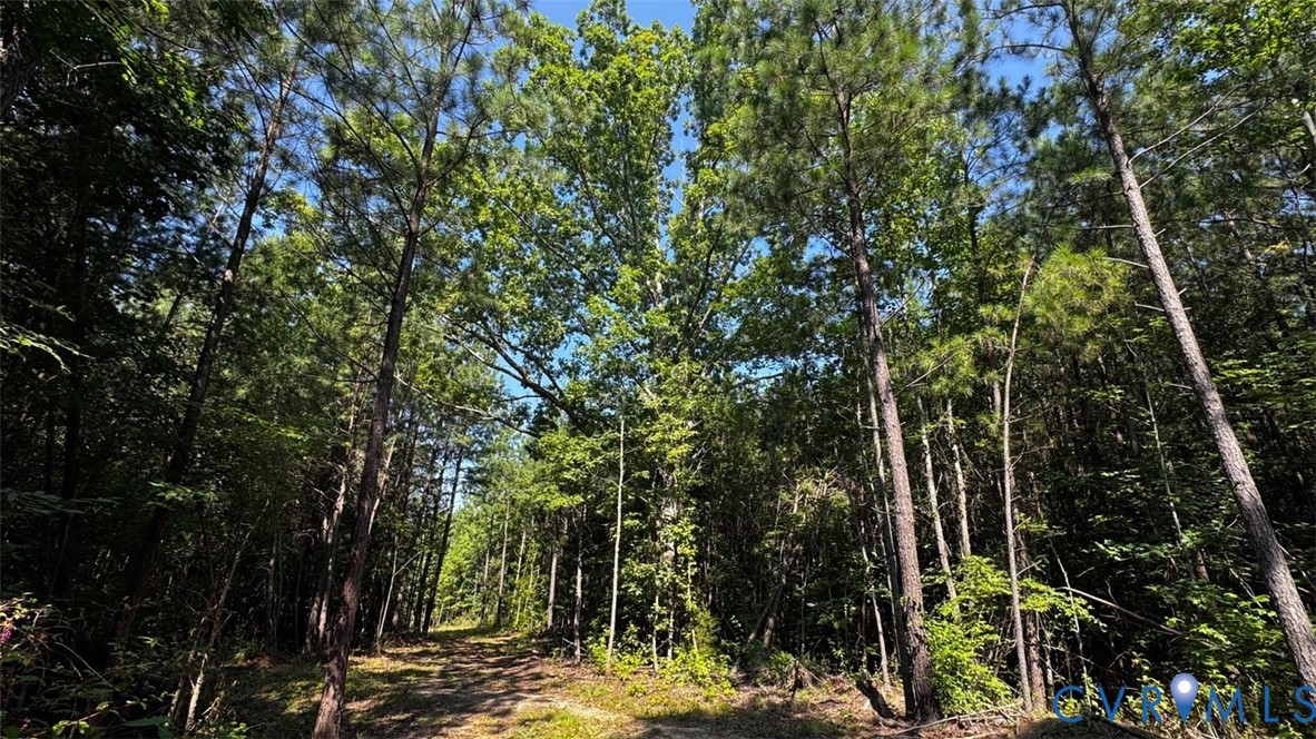 0 Old Shore Road Blackstone, VA 23824 - Photo 10 of 18 a view of a forest with trees
