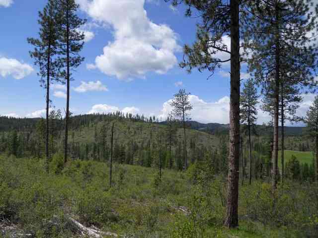Lot 3 Gilson Road Addy, WA 99101 - Photo 3 of 3