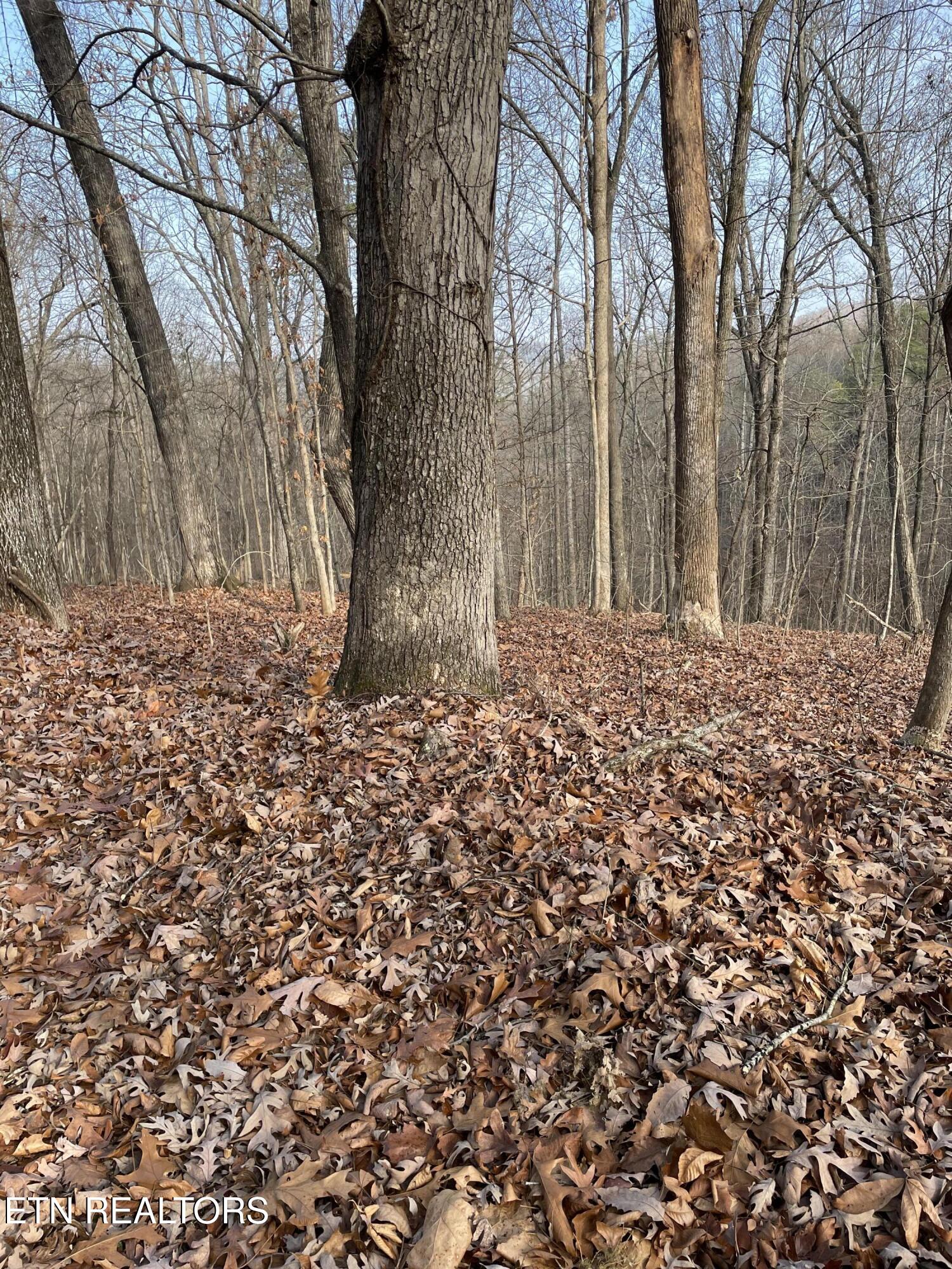 206 Old Citico Road Vonore, TN 37885 - Photo 37 of 39 IMG_3618